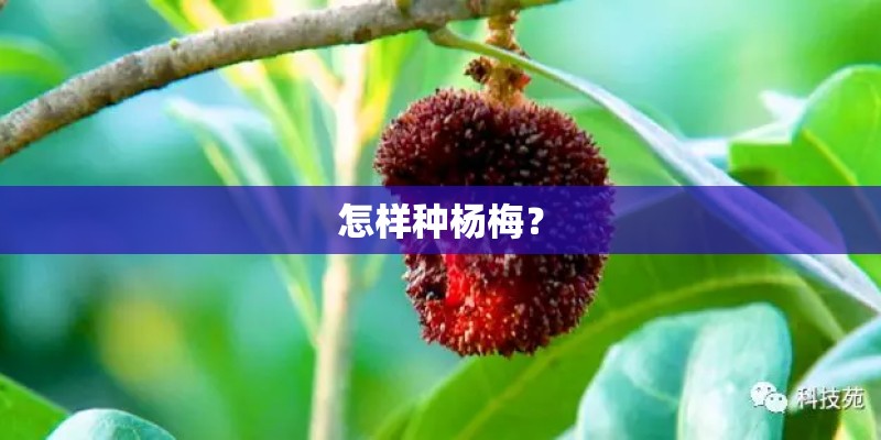 怎样种杨梅？