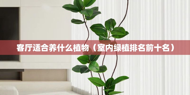 客厅适合养什么植物（室内绿植排名前十名）