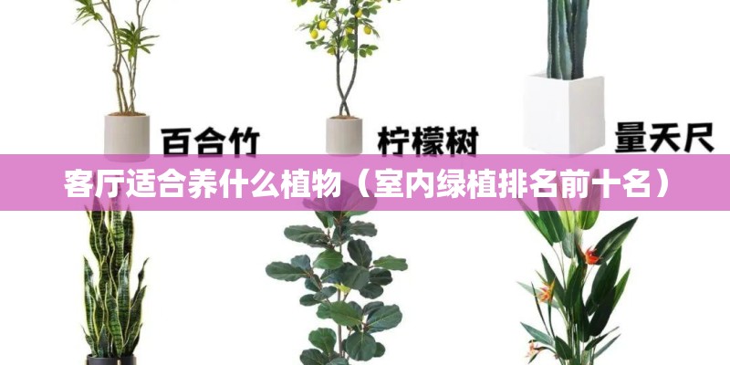 客厅适合养什么植物（室内绿植排名前十名）