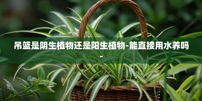 吊篮是阴生植物还是阳生植物-能直接用水养吗-