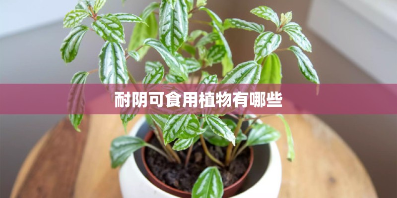 耐阴可食用植物有哪些