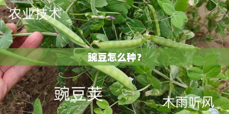 豌豆怎么种？