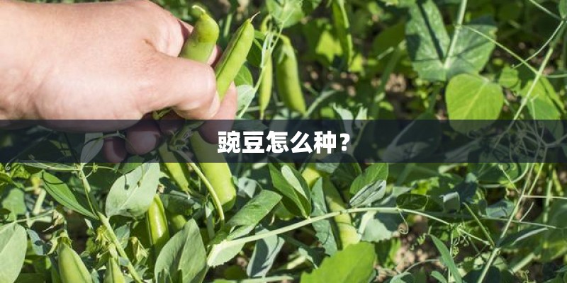 豌豆怎么种？