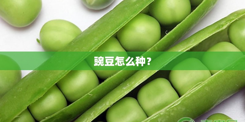 豌豆怎么种？