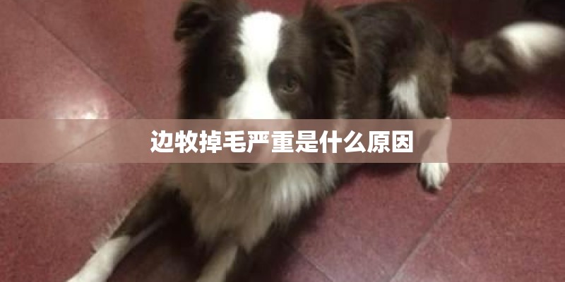 边牧掉毛严重是什么原因