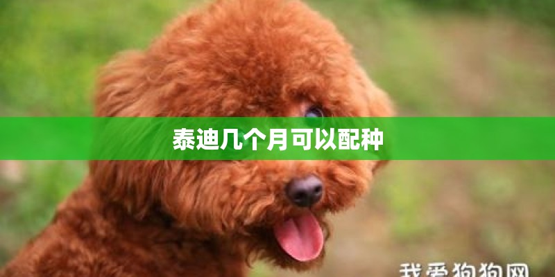 泰迪几个月可以配种