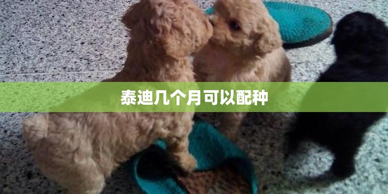 泰迪几个月可以配种