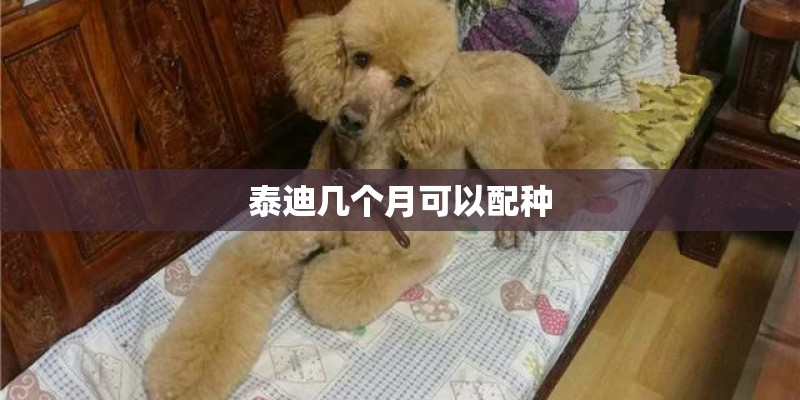泰迪几个月可以配种