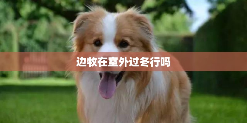 边牧在室外过冬行吗