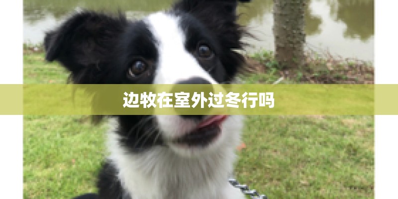 边牧在室外过冬行吗