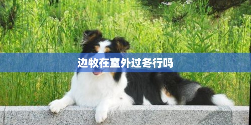 边牧在室外过冬行吗