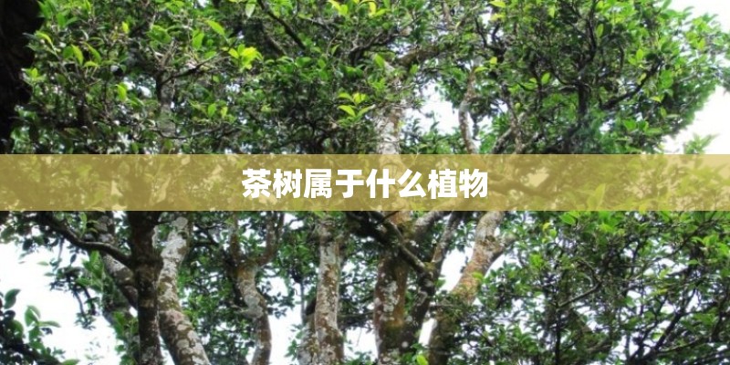 茶树属于什么植物