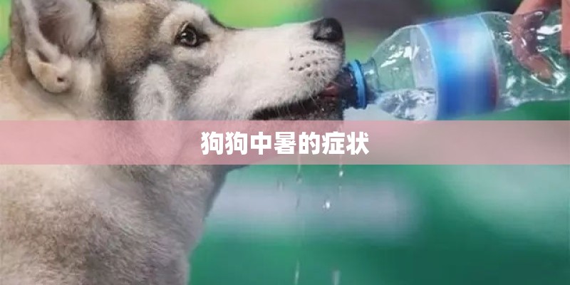 狗狗中暑的症状