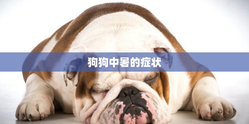 狗狗中暑的症状
