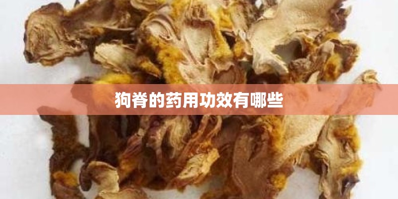 狗脊的药用功效有哪些