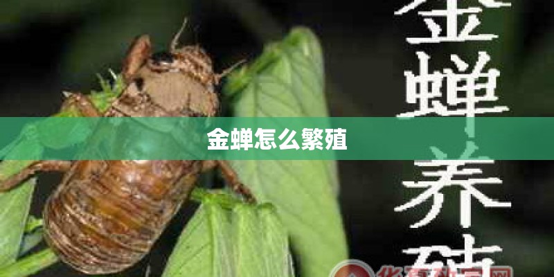 金蝉怎么繁殖