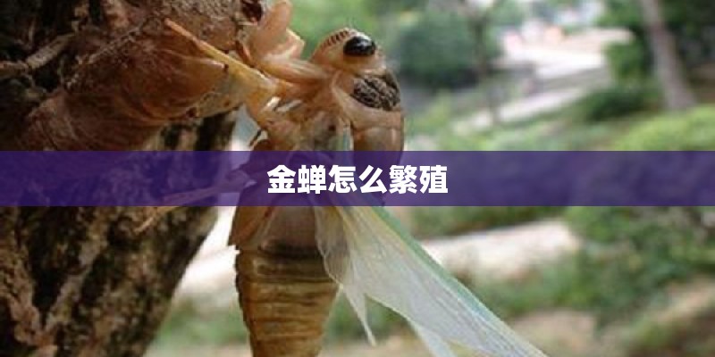 金蝉怎么繁殖 金蝉怎么繁殖