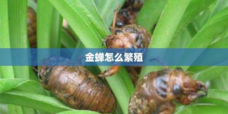 金蝉怎么繁殖 金蝉怎么繁殖