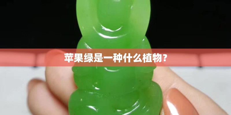 苹果绿是一种什么植物？