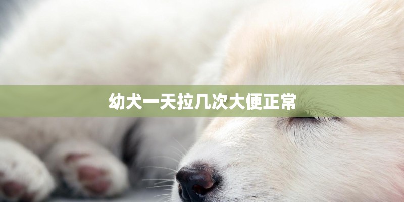 幼犬一天拉几次大便正常