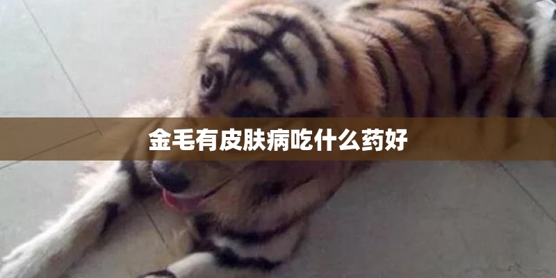 金毛有皮肤病吃什么药好
