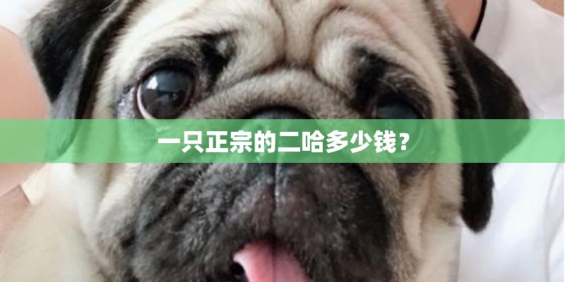 一只正宗的二哈多少钱？