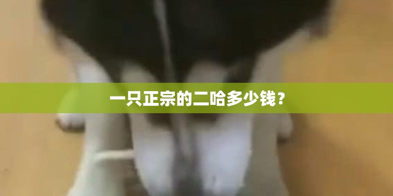 一只正宗的二哈多少钱? 一只正宗的二哈多少钱?