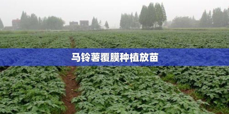 马铃薯覆膜种植放苗