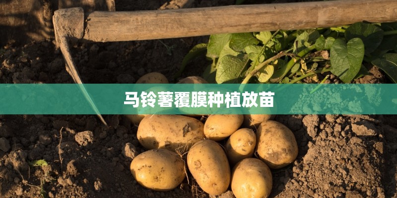 马铃薯覆膜种植放苗