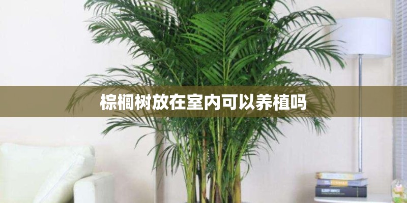 棕榈树放在室内可以养植吗 棕榈树放在室内可以养植吗