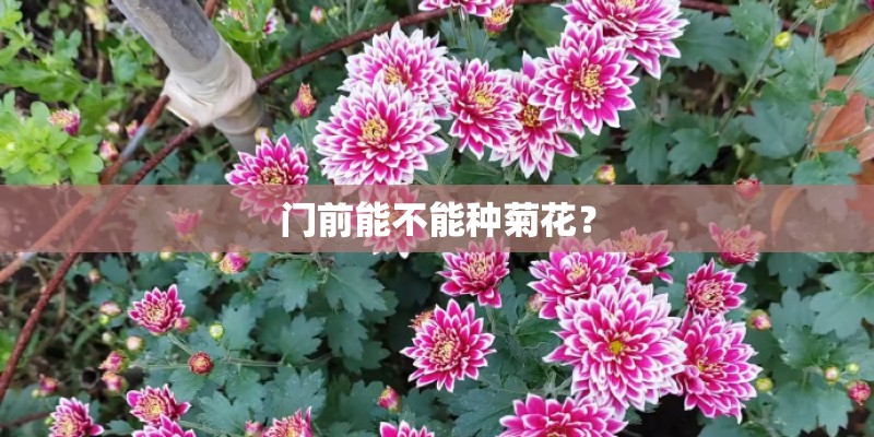 门前能不能种菊花？