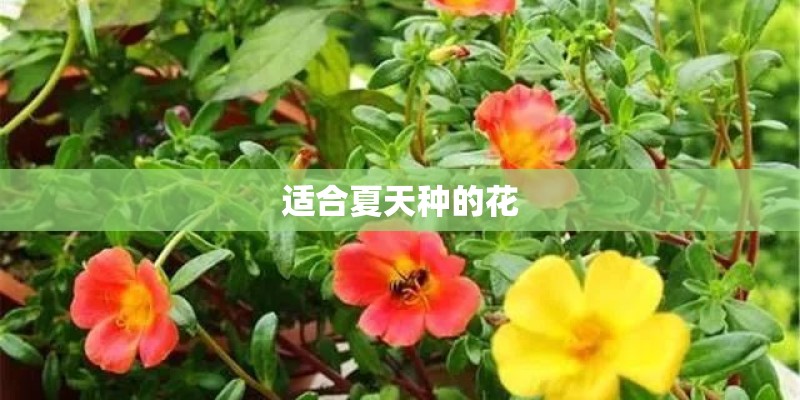 适合夏天种的花