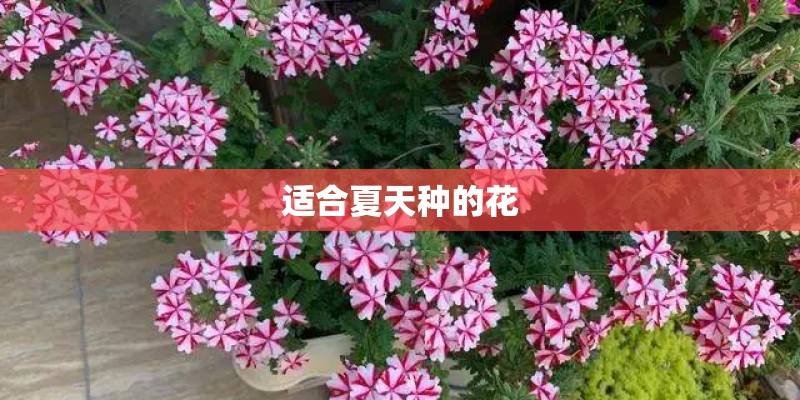 适合夏天种的花