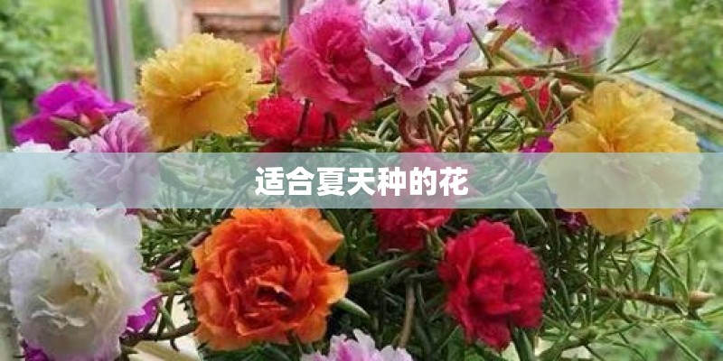 适合夏天种的花