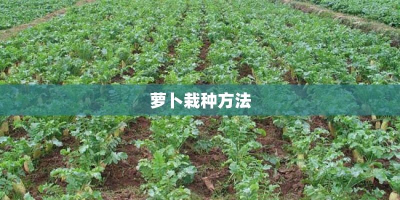 萝卜栽种方法