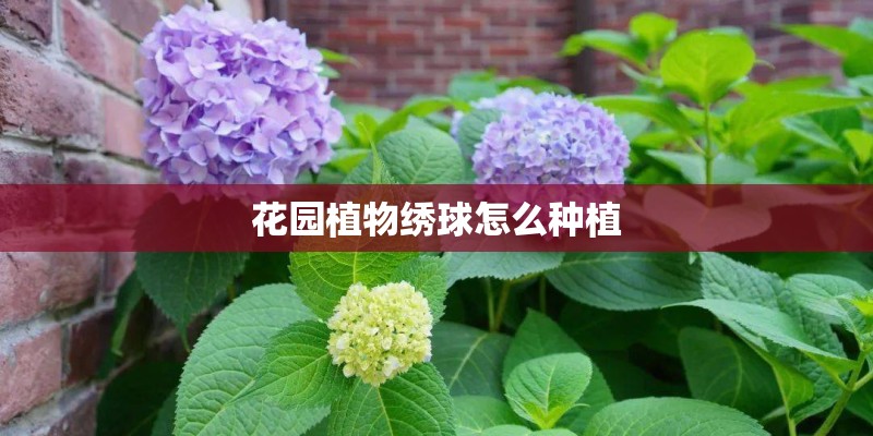 花园植物绣球怎么种植