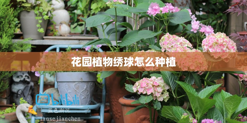 花园植物绣球怎么种植