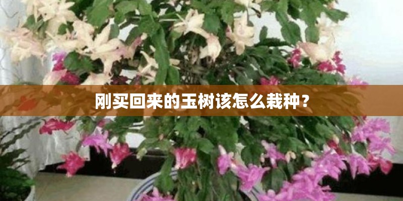 刚买回来的玉树该怎么栽种？
