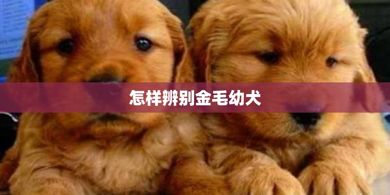 怎样辨别金毛幼犬