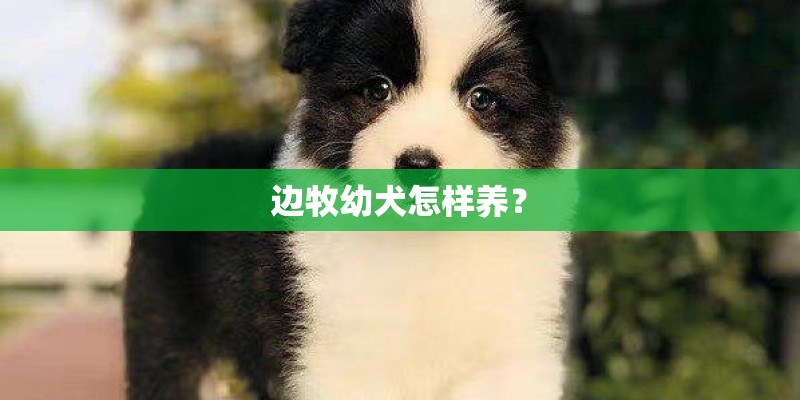 边牧幼犬怎样养？
