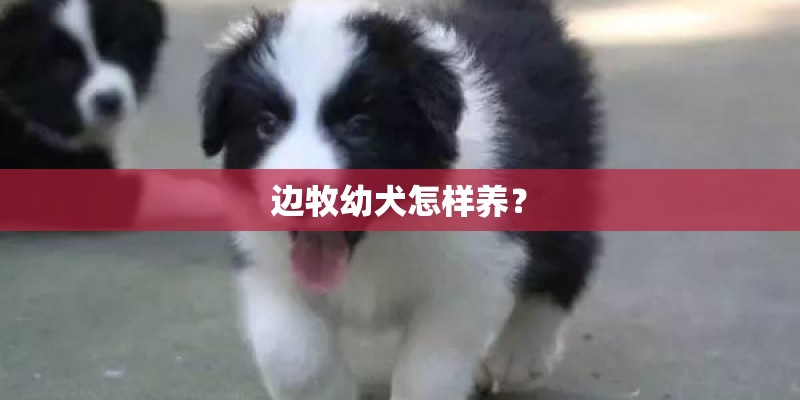 边牧幼犬怎样养？