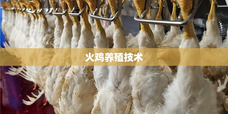 火鸡养殖技术
