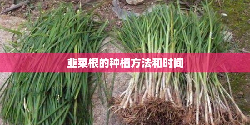 韭菜根的种植方法和时间