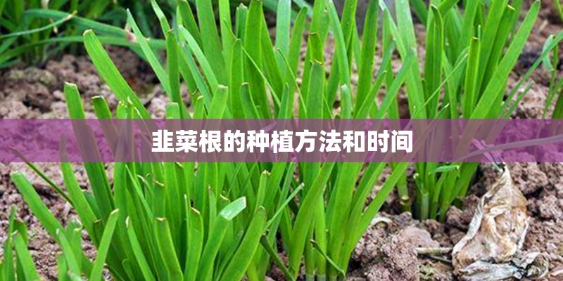 韭菜根的种植方法和时间