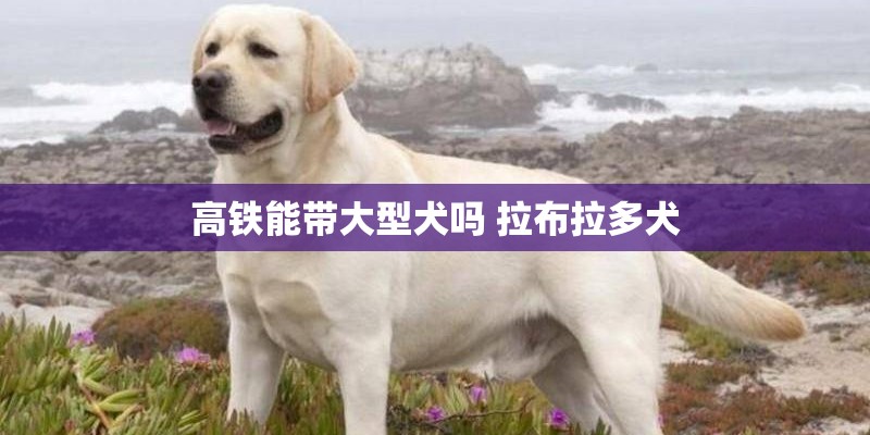 高铁能带大型犬吗 拉布拉多犬