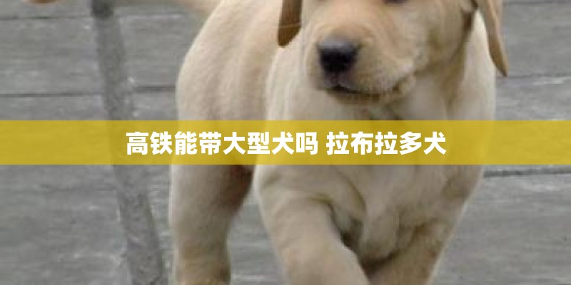 高铁能带大型犬吗 拉布拉多犬