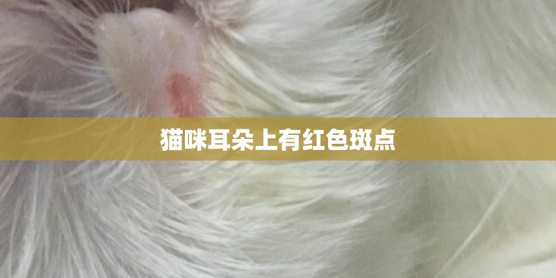 猫咪耳朵上有红色斑点