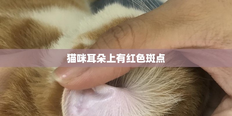 猫咪耳朵上有红色斑点
