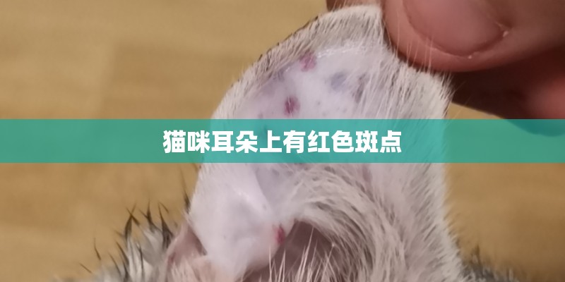 猫咪耳朵上有红色斑点
