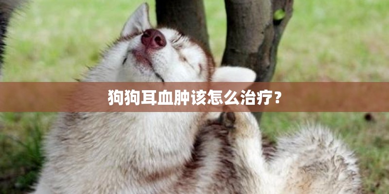 狗狗耳血肿该怎么治疗？